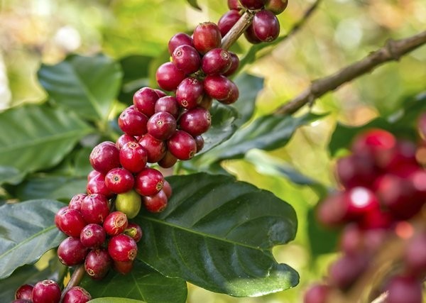 Espresso Bohnen